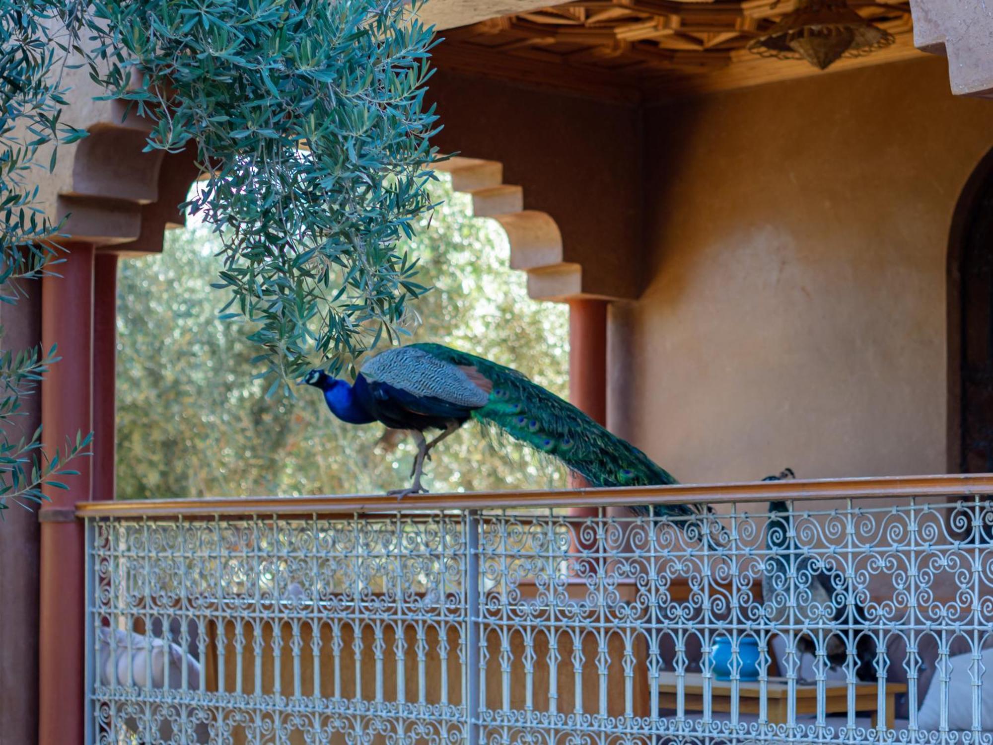 Alojamento de Turismo Rural Ferme Sidi Safou &