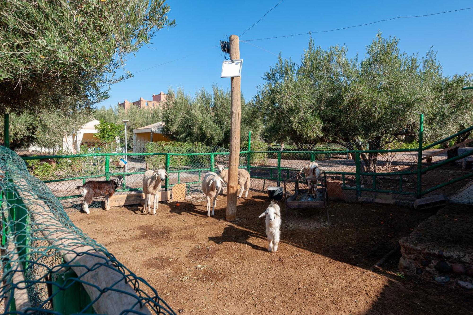 Alojamento de Turismo Rural Ferme Sidi Safou &