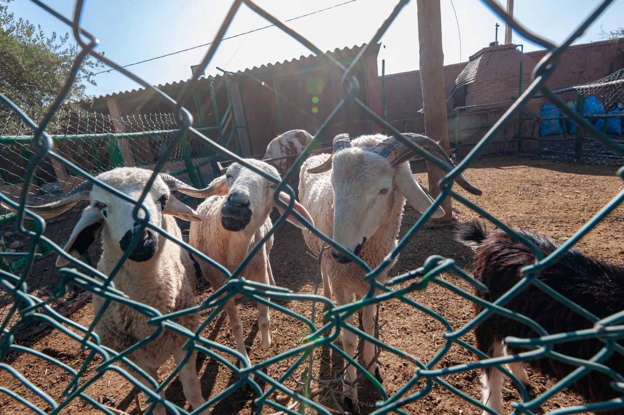 Ferme Sidi Safou & Alojamento de Turismo Rural *