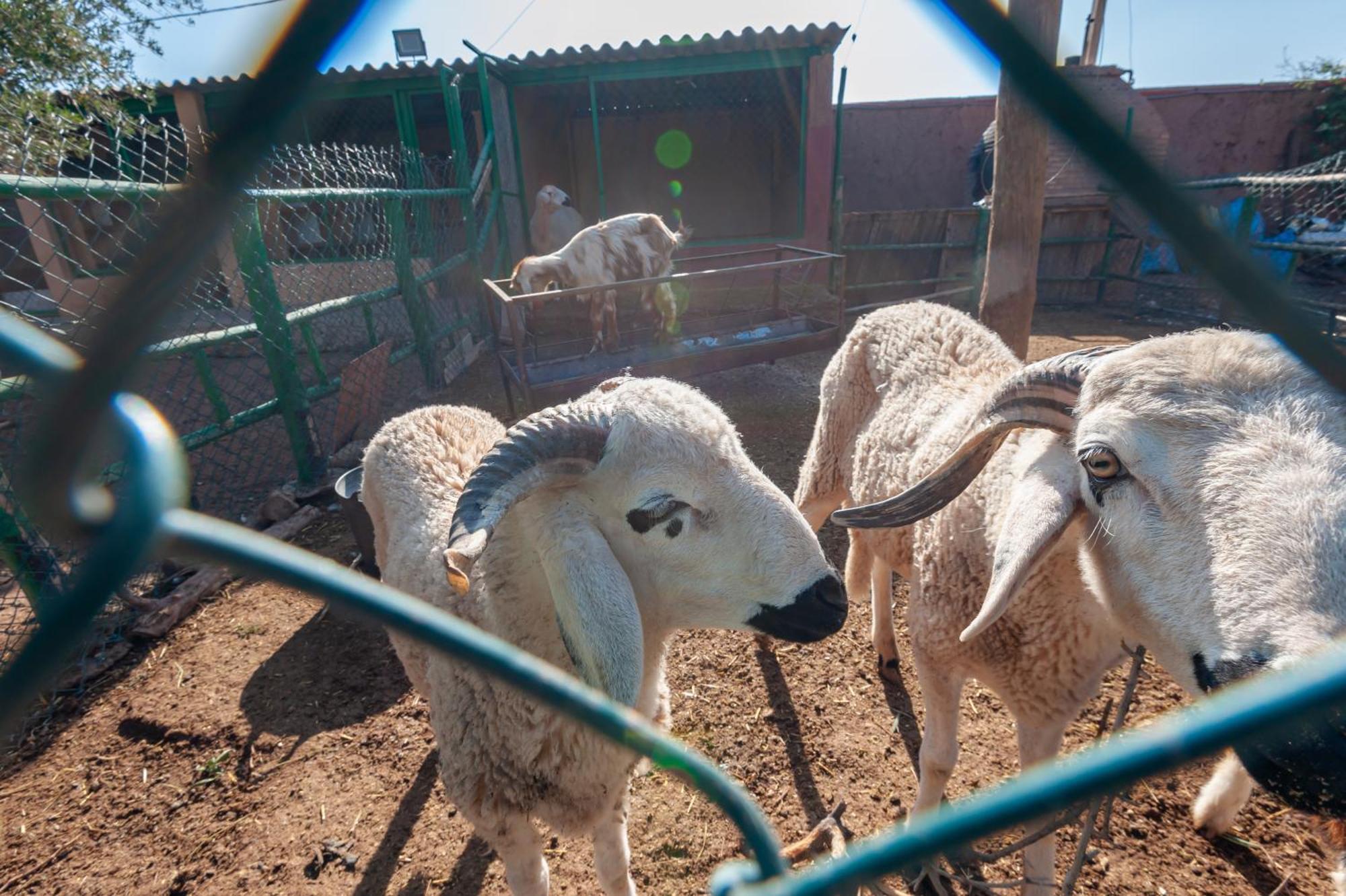 Ferme Sidi Safou & Alojamento de Turismo Rural *
