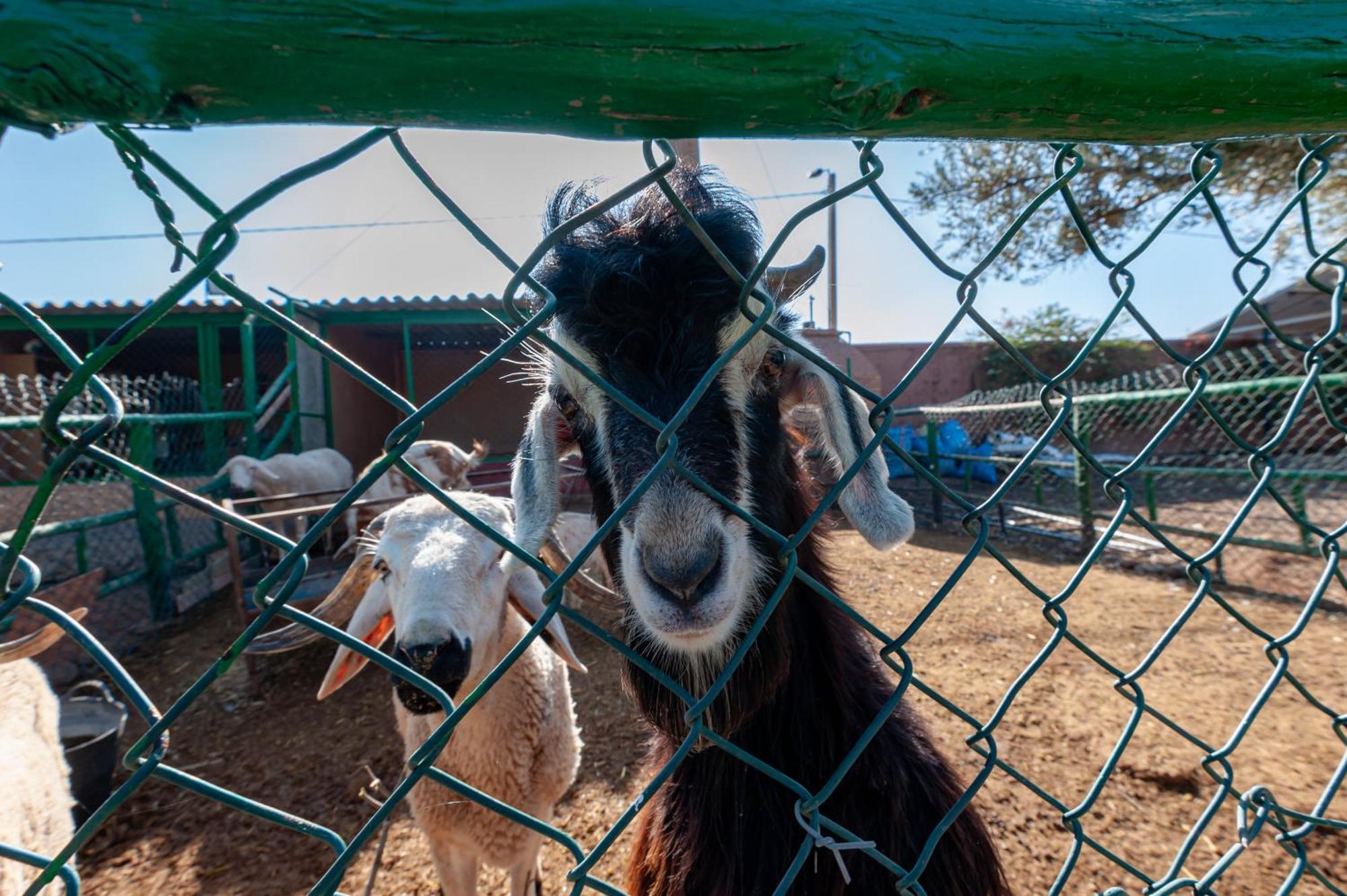 Ferme Sidi Safou & * Marraquexe
