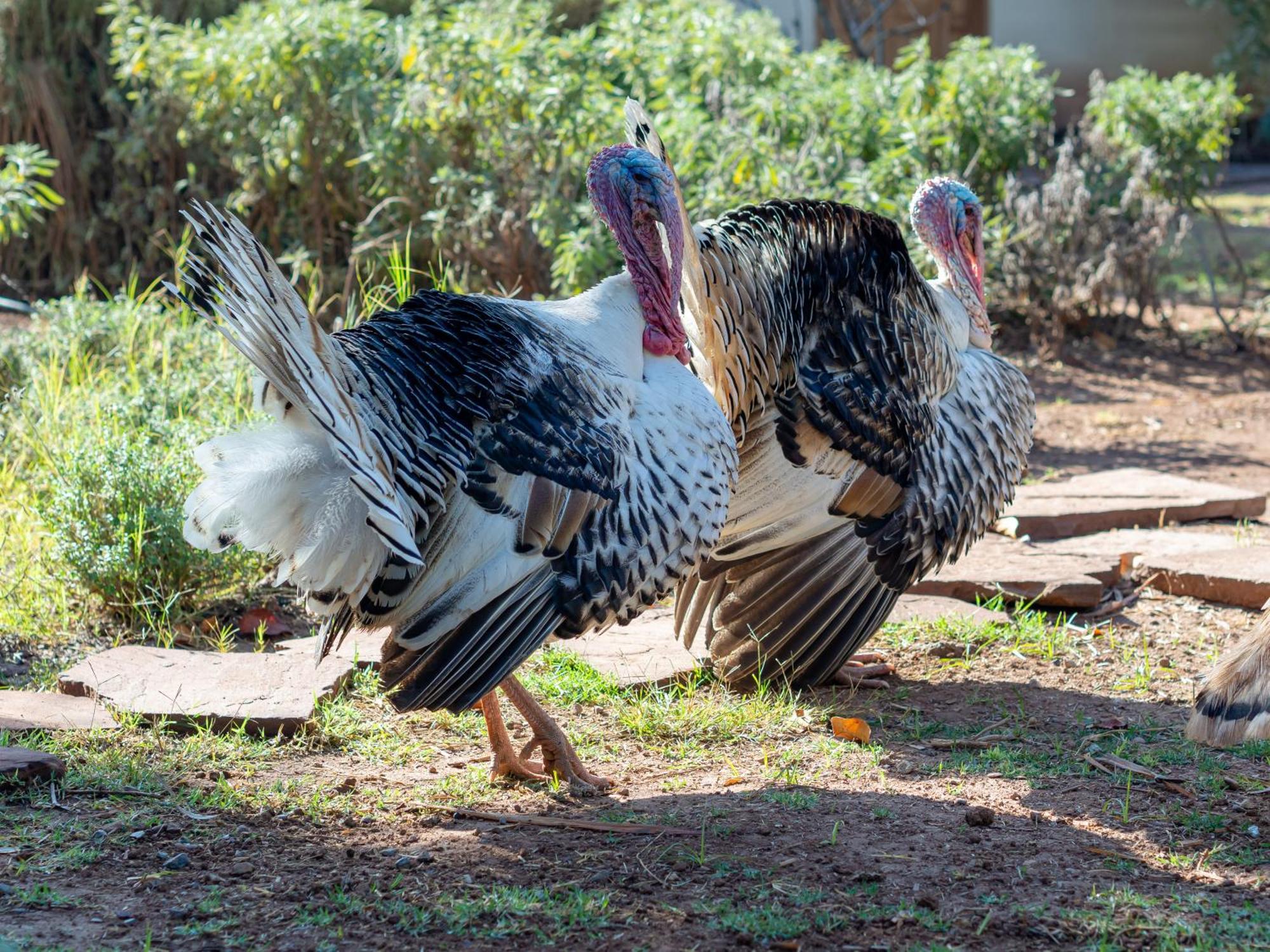 Ferme Sidi Safou & Alojamento de Turismo Rural
