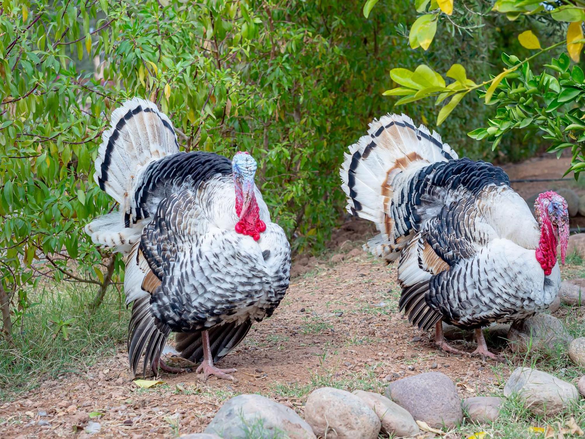 Alojamento de Turismo Rural Ferme Sidi Safou &