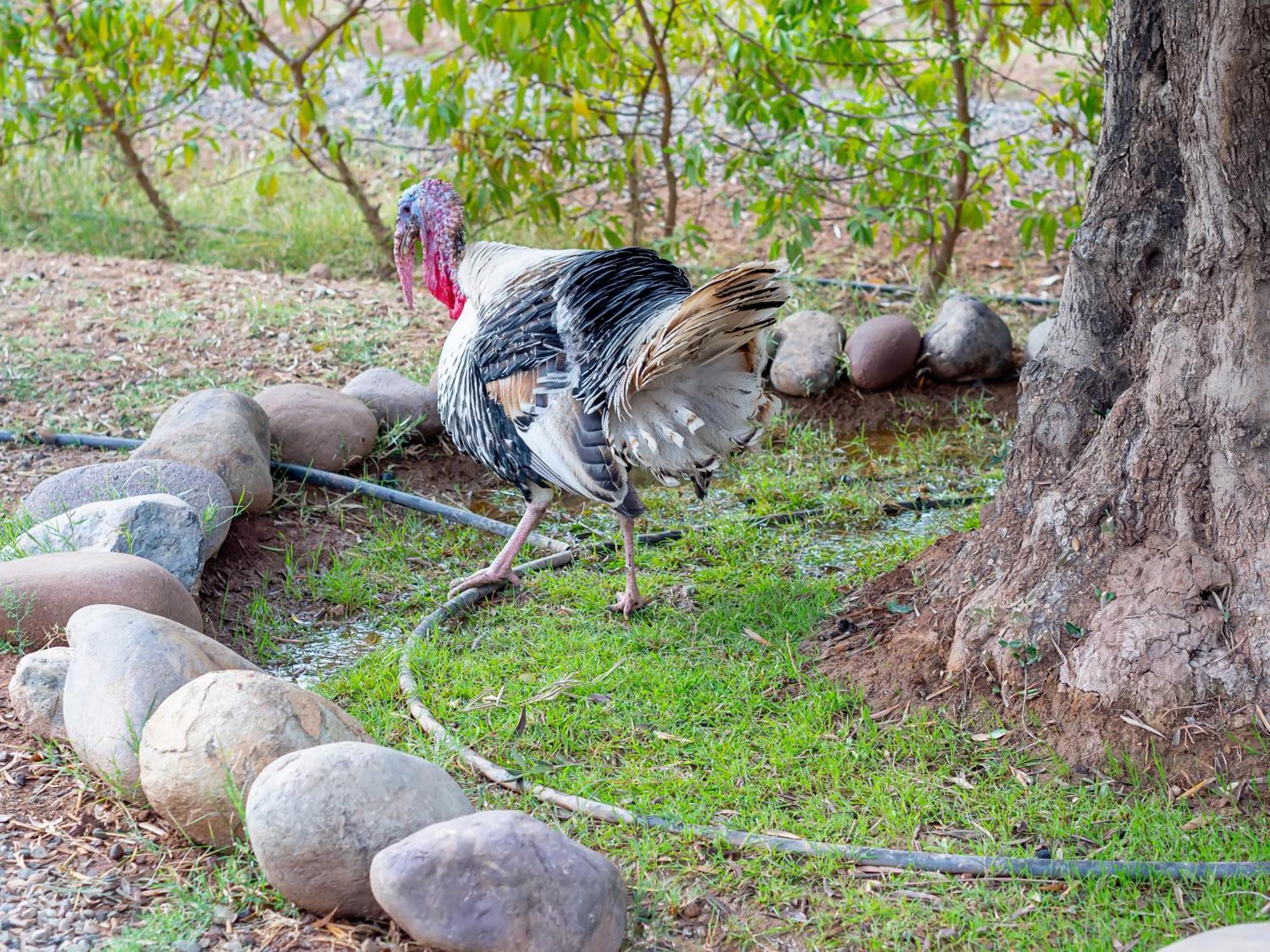 Agroturismo Ferme Sidi Safou & Marrakesh