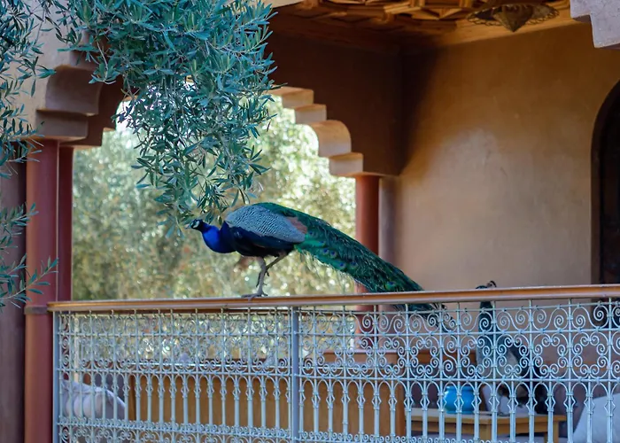 Ferme Sidi Safou & Spa