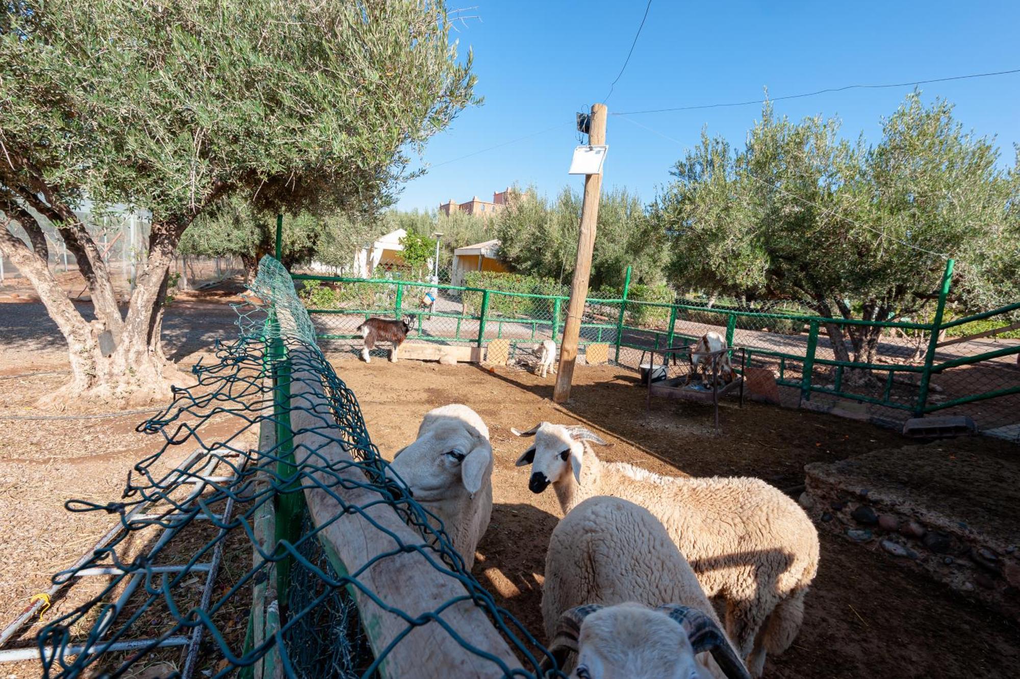 Vakantieboerderij Ferme Sidi Safou &